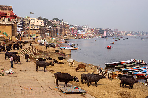 water buffaloes and cows on the ghats of varanasi (india), buildings, cows, ganga, ganges river, ghats, houses, landscape, moored, mooring, river bank, river boats, rowing boats, small boats, steps, varanasi, water buffaloes