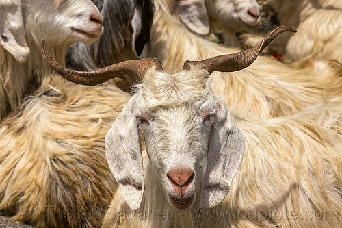 wild long-haired himalayan mountain goats, capra aegagrus hircus, changthangi, pashmina, wild goats, wildlife
