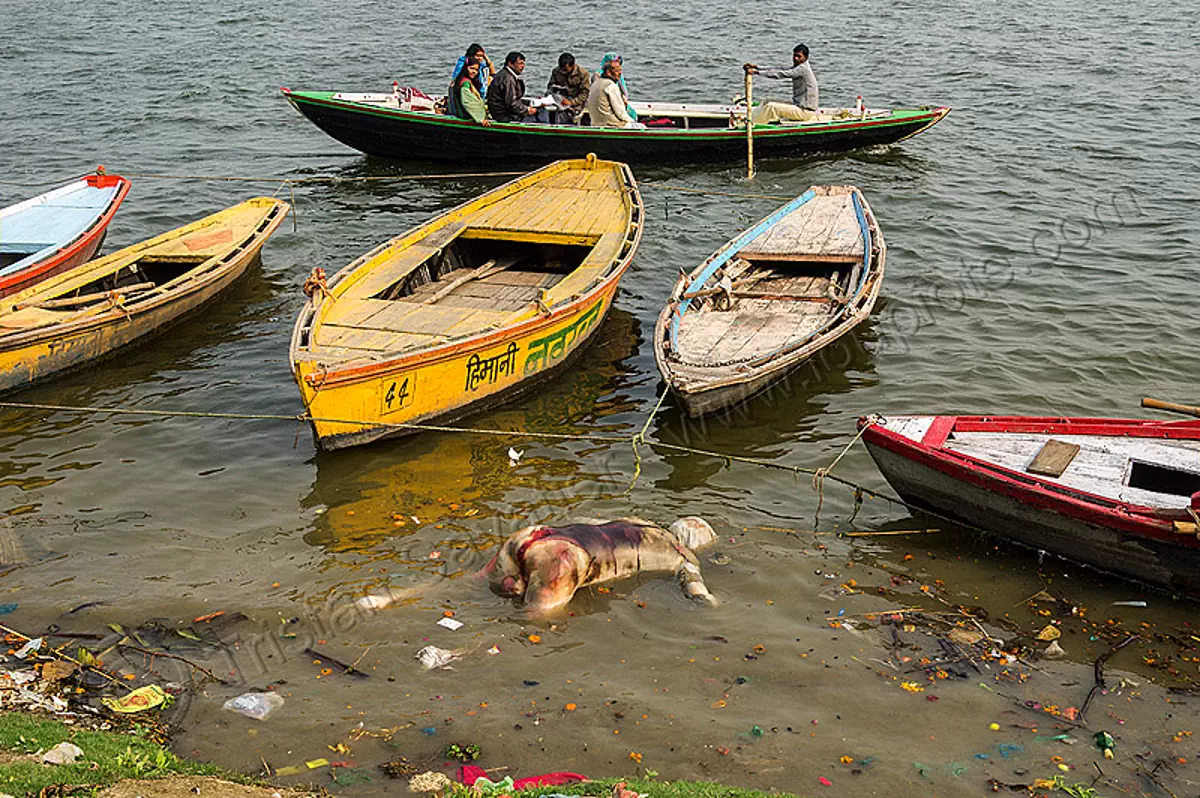 decomposing corpse floating on the ganges river, india