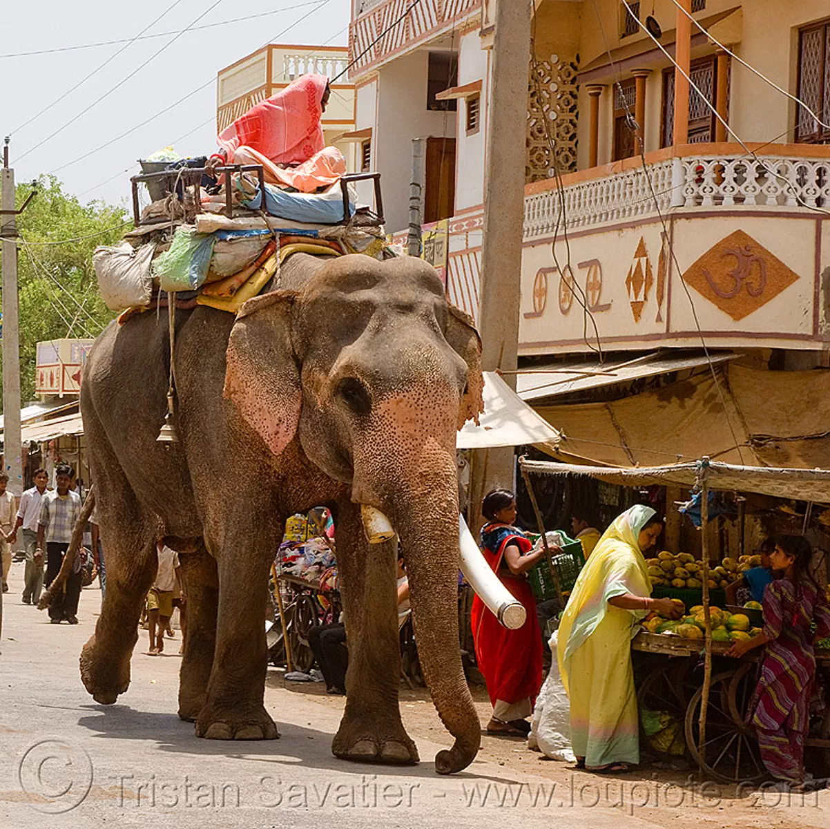 Elephant In The Street India