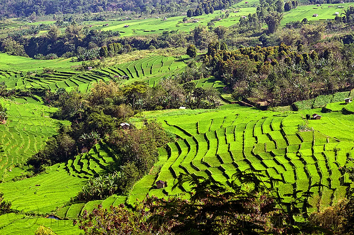 rice paddy fields in flores, indonesia