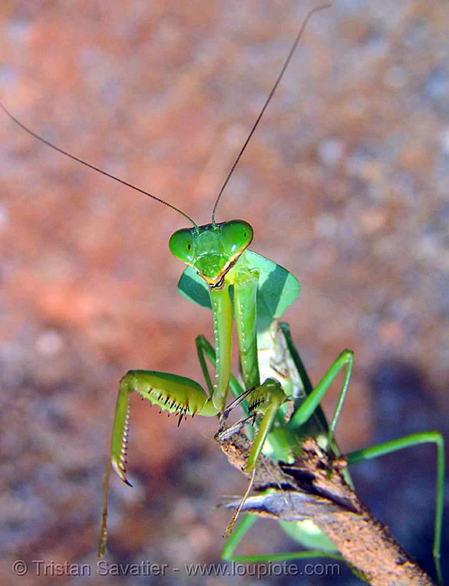 praying mantis