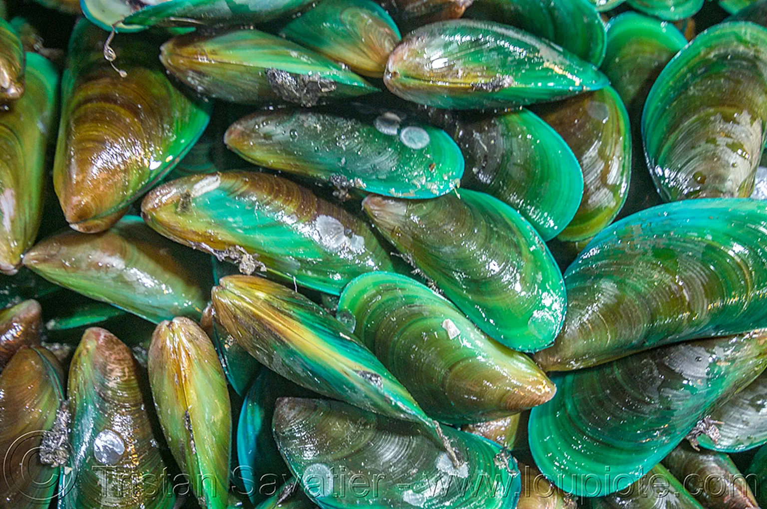 asian green mussels, philippines