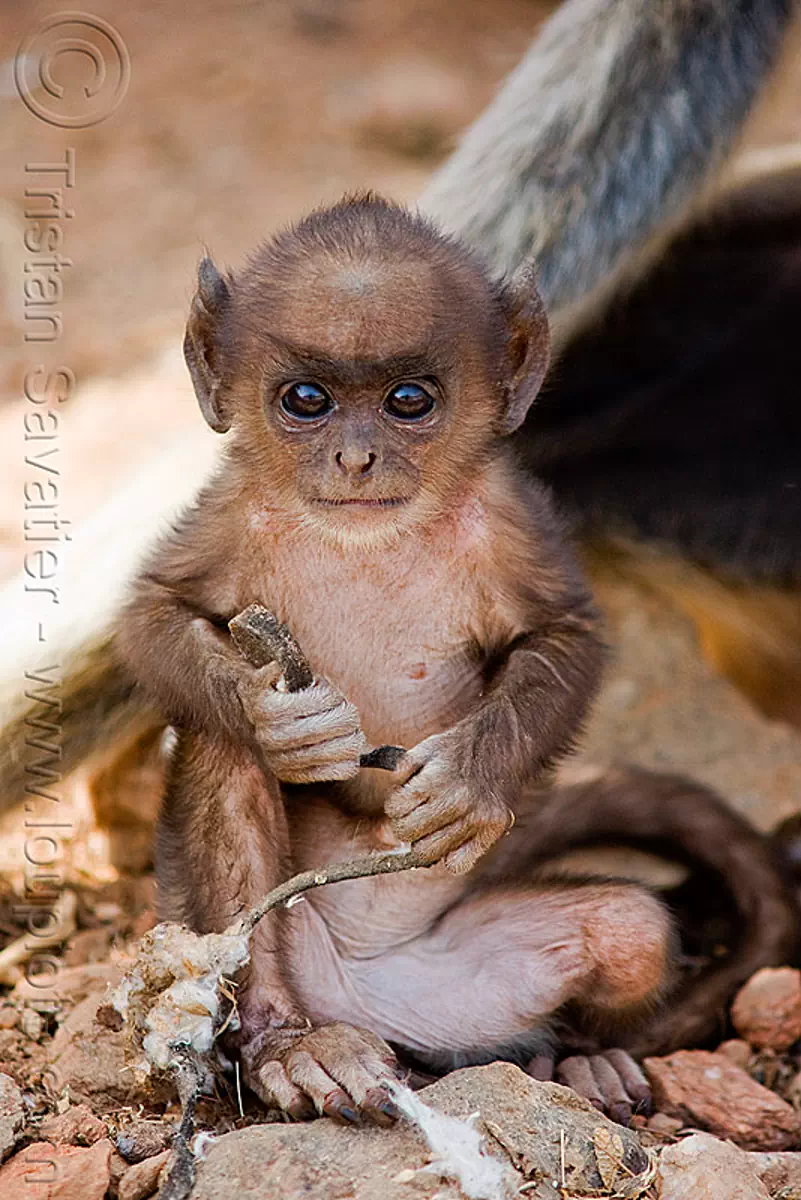 baby monkey, langur black-faced monkey, india