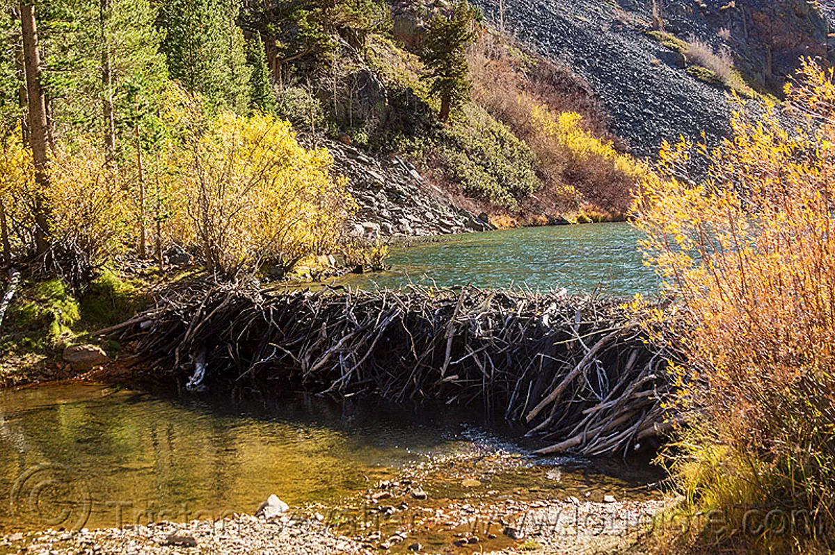 beaver dam in lundy canyon, sierra mountains, california