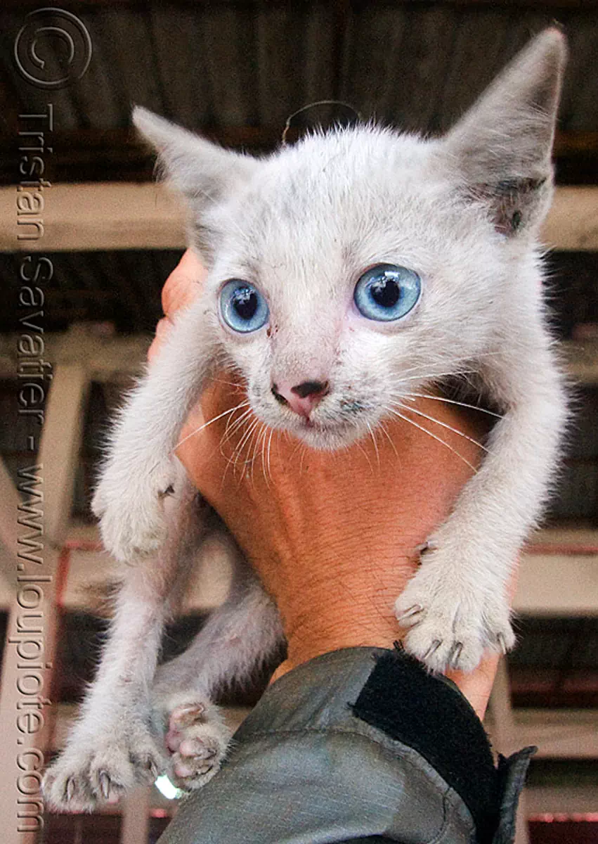 starry eyed kitten