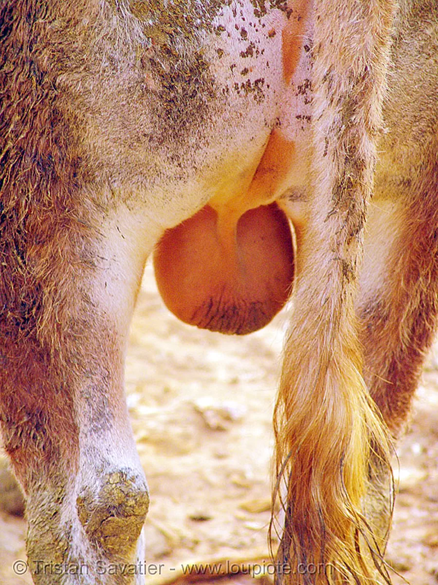 Bull Balls Closeup Vietnam