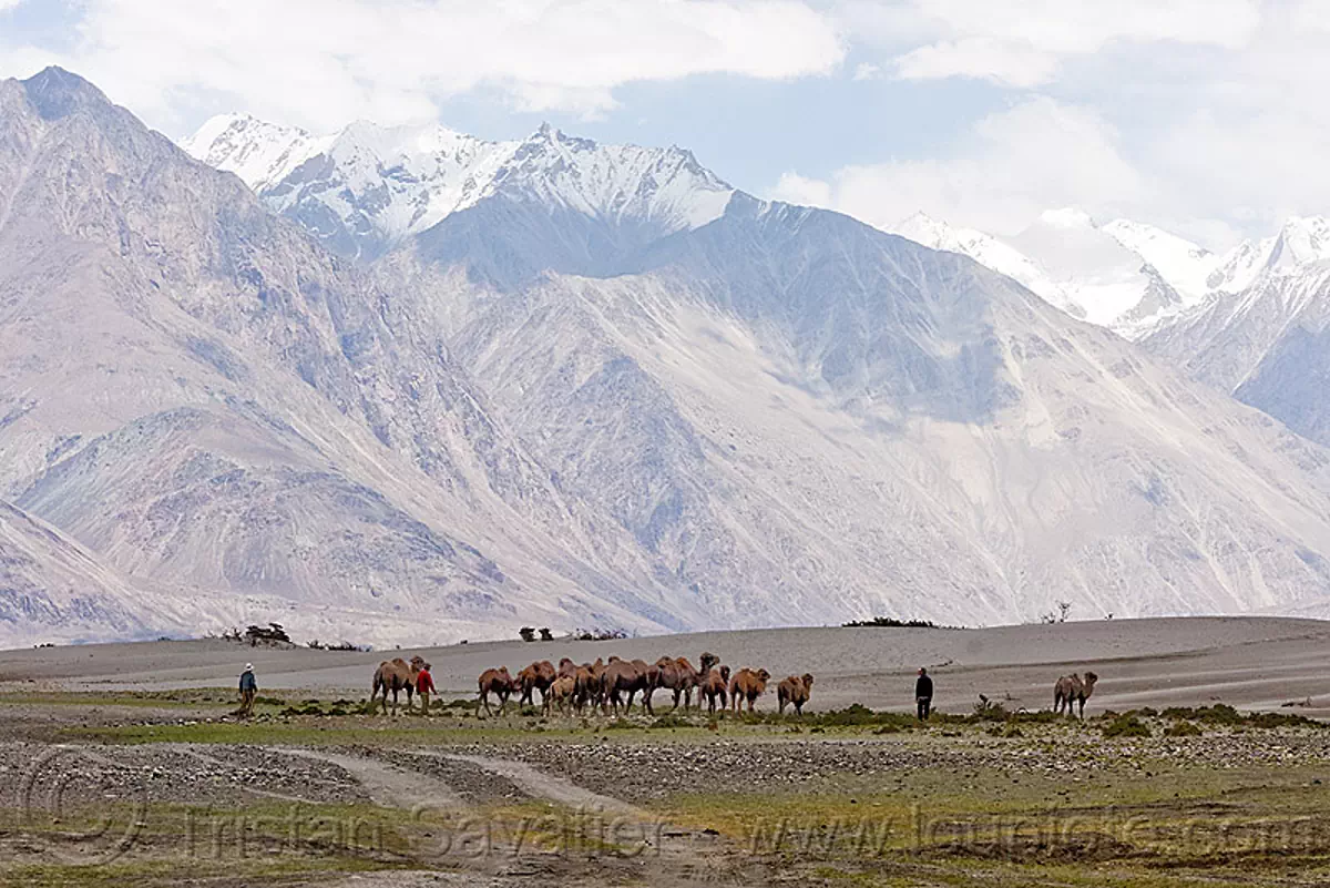 camel herd, nubra valley, ladakh, india