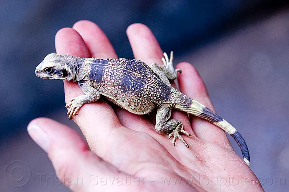 chuckwalla, sauromalus ater | Stock Photo #7063873595