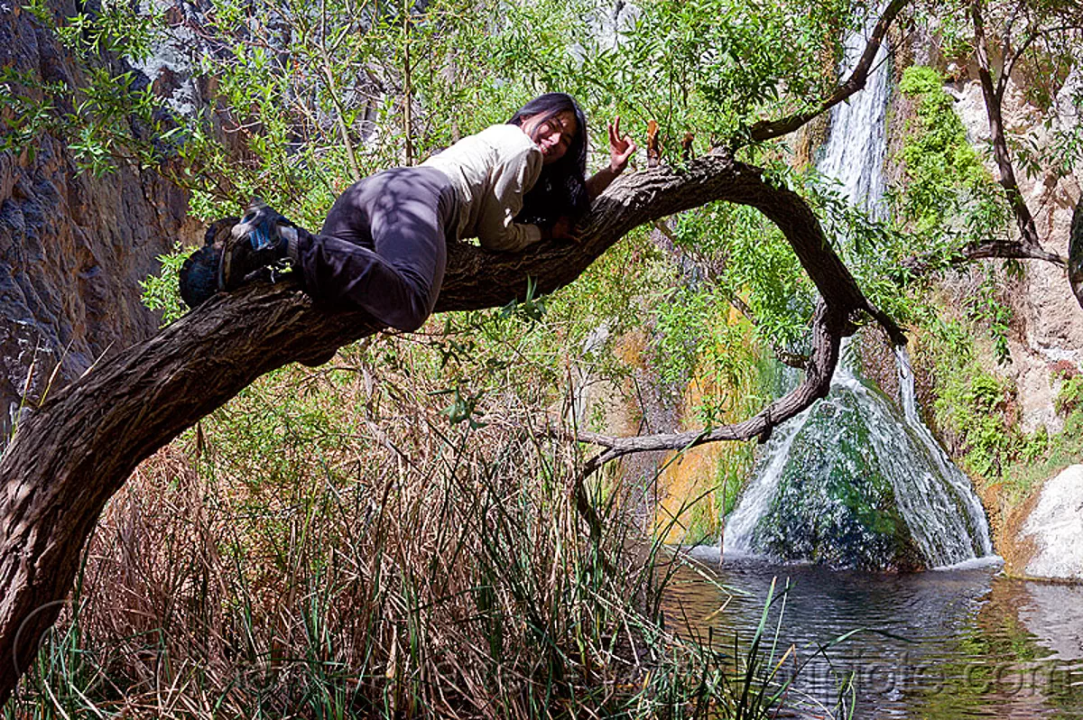 Climbing A Tree At Darwin Falls