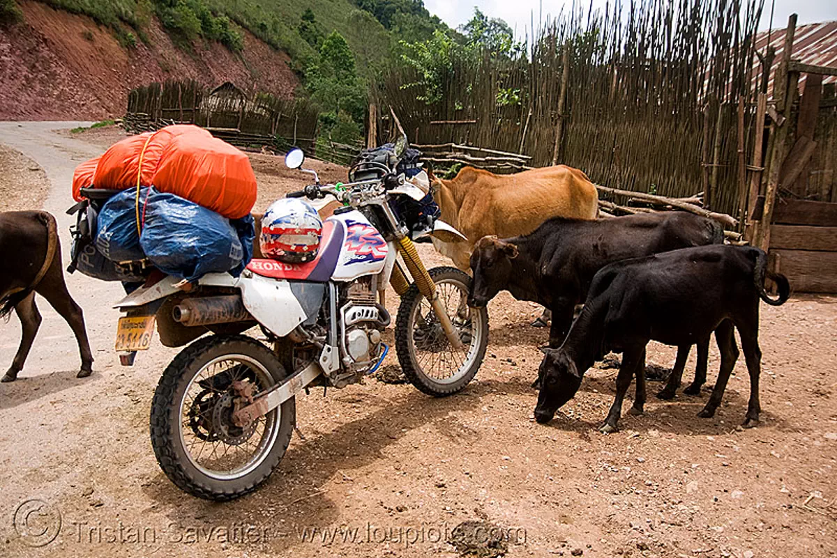 Cows Like My Motorbike Honda Xr 250 Laos