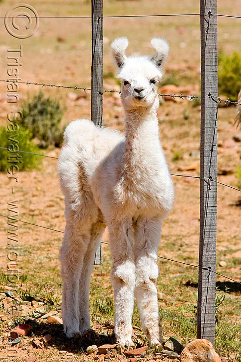 cria, baby llama