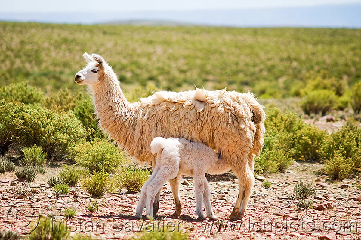 cria baby  llama  suckling mother  llama 