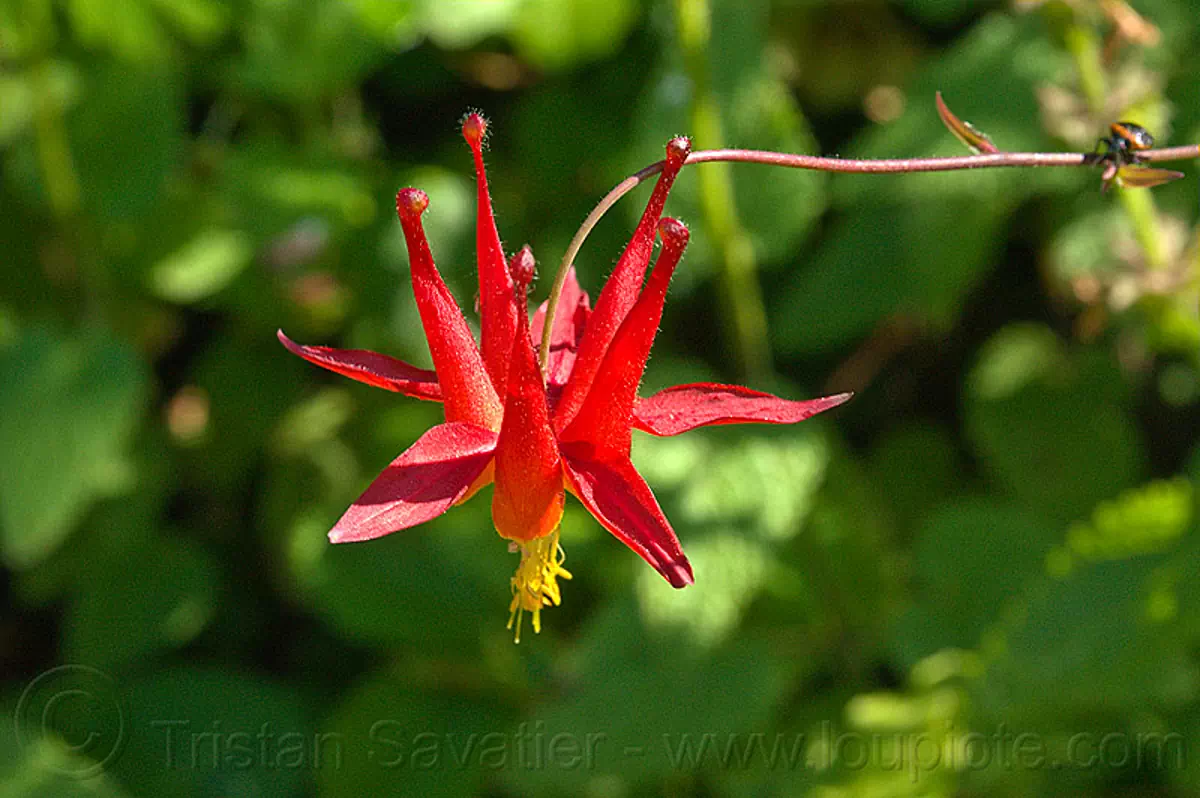 crimson columbine flower, vantana wilderness