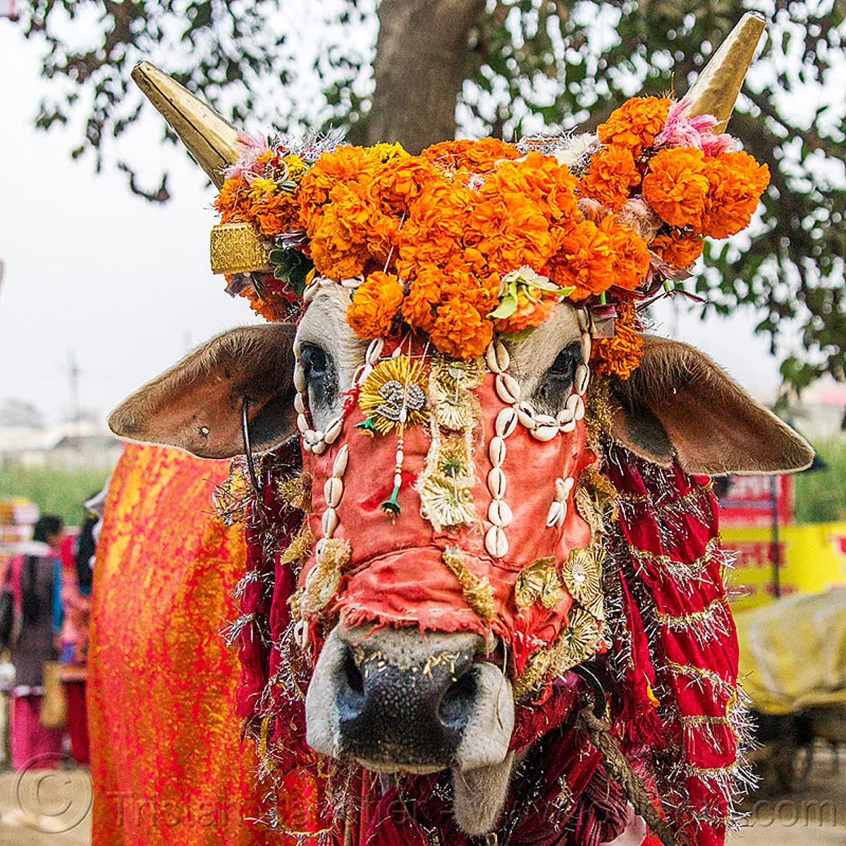 decorated holy cow