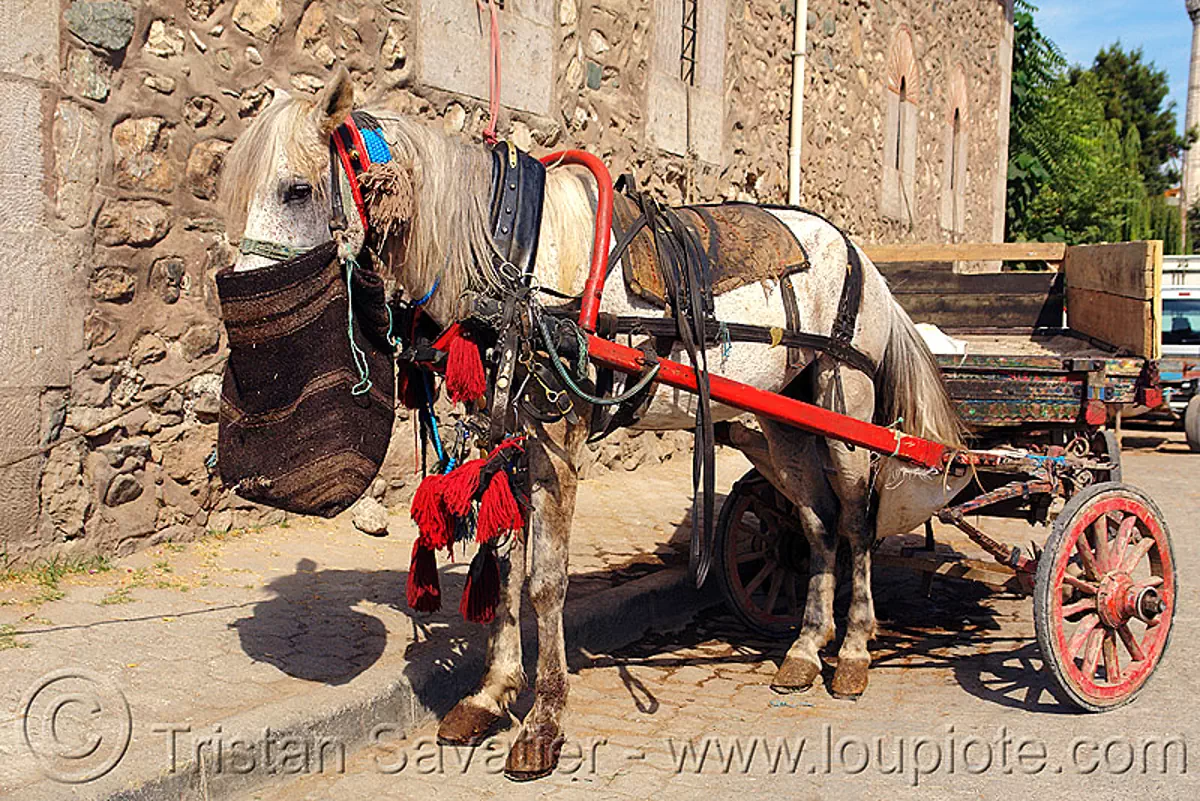 draft horse with feed bag