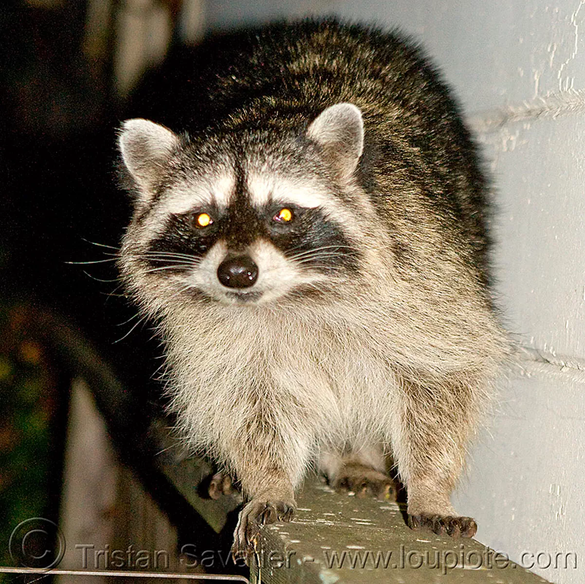 fearless raccoon in my backyard at night, san francisco