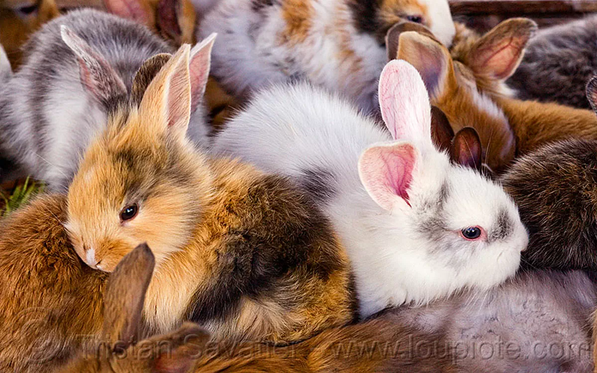 fluffy baby bunny