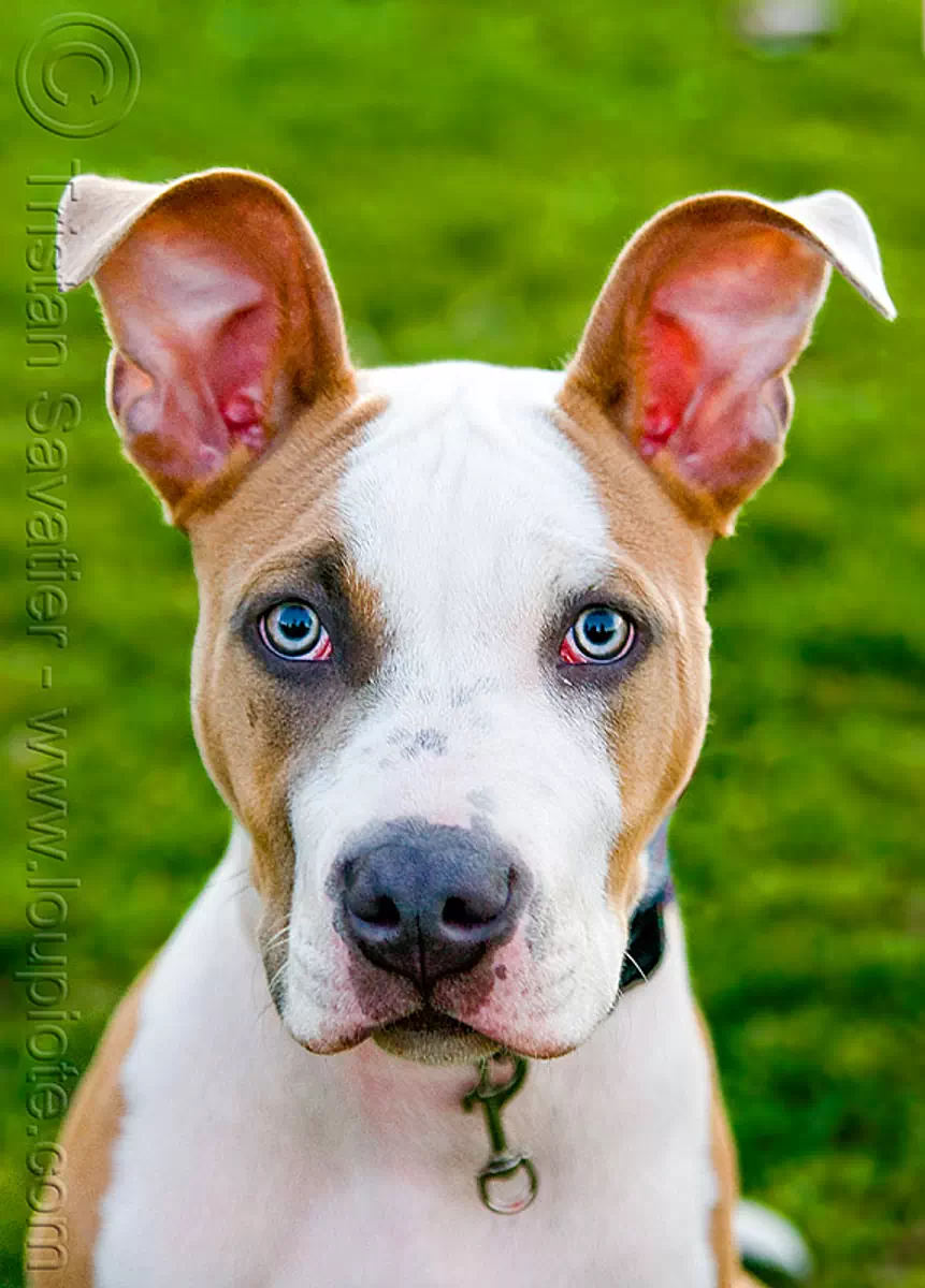 pitbull ears