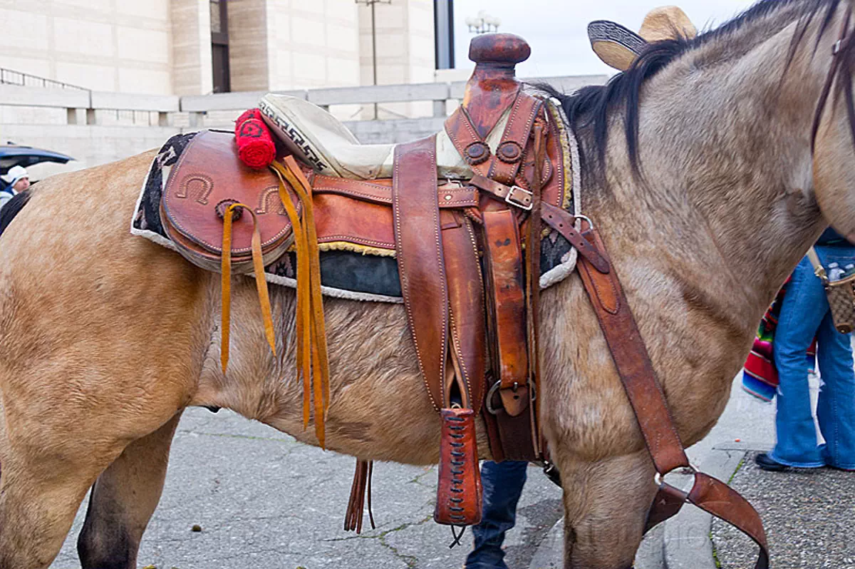 horse with mexican saddle