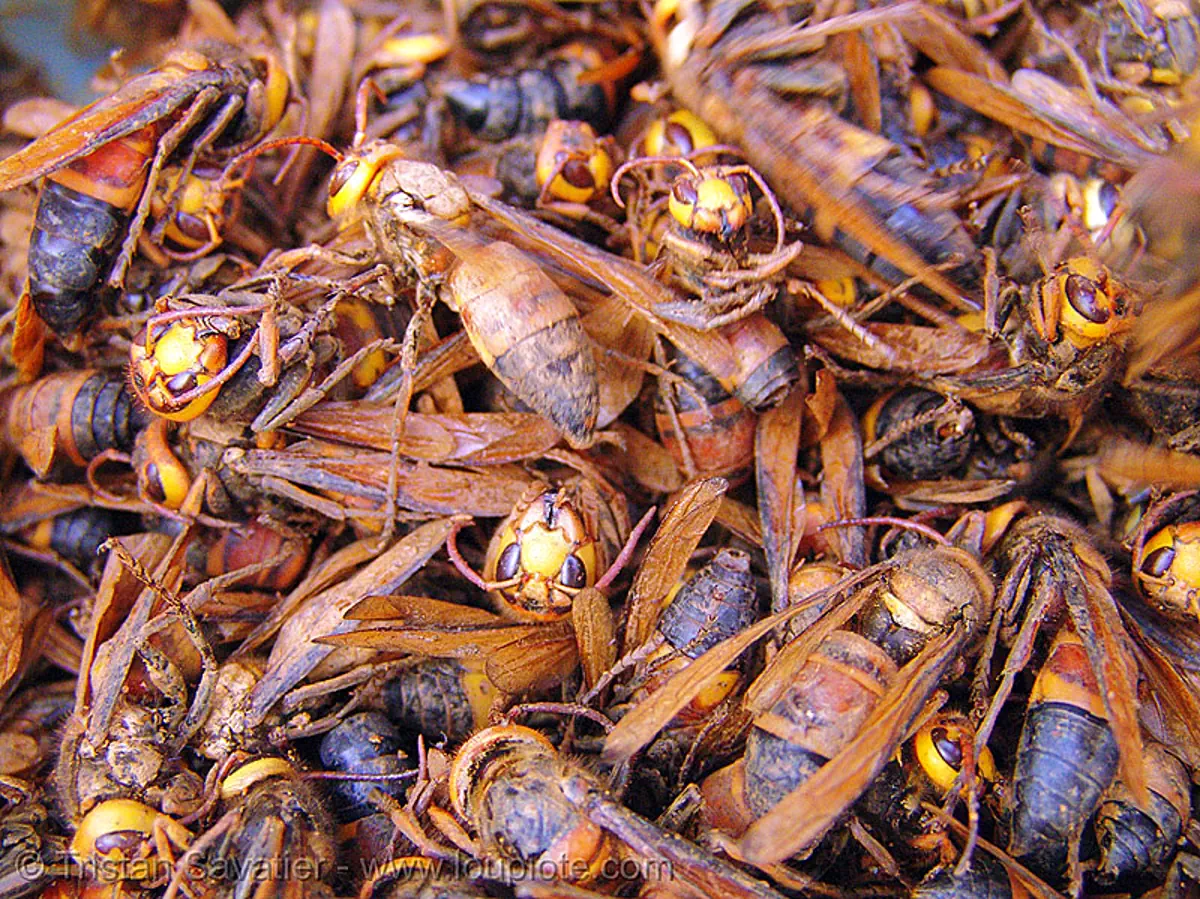 live wasps on the market, vietnam