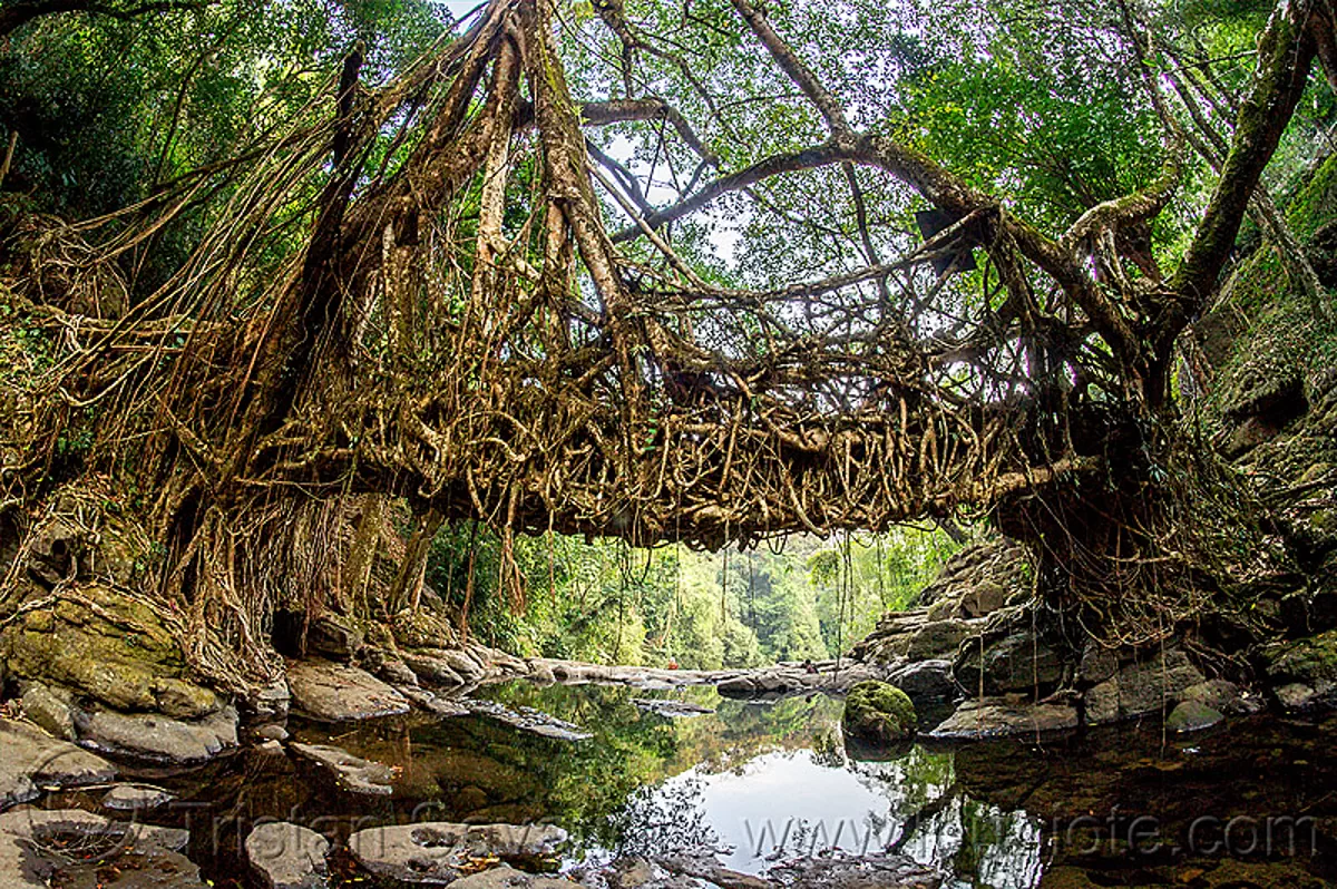 Living Root Bridge In East Khasi Hills, India