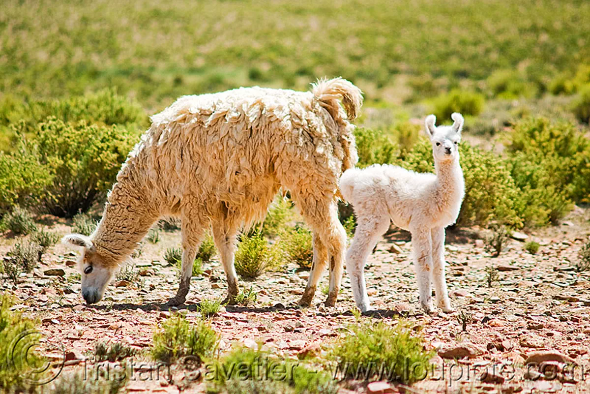  llama  cria with mother  Stock Photo 4918342962