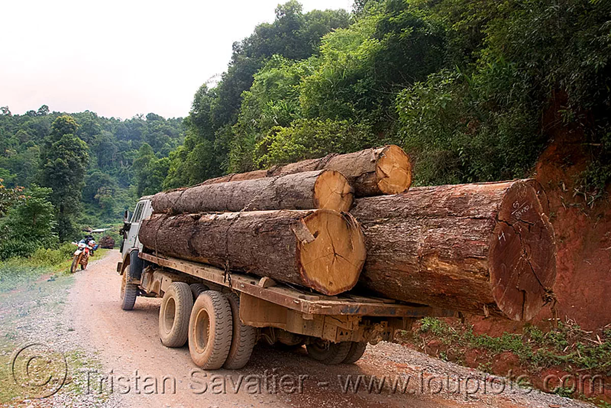 logging truck with large tree logs, laos