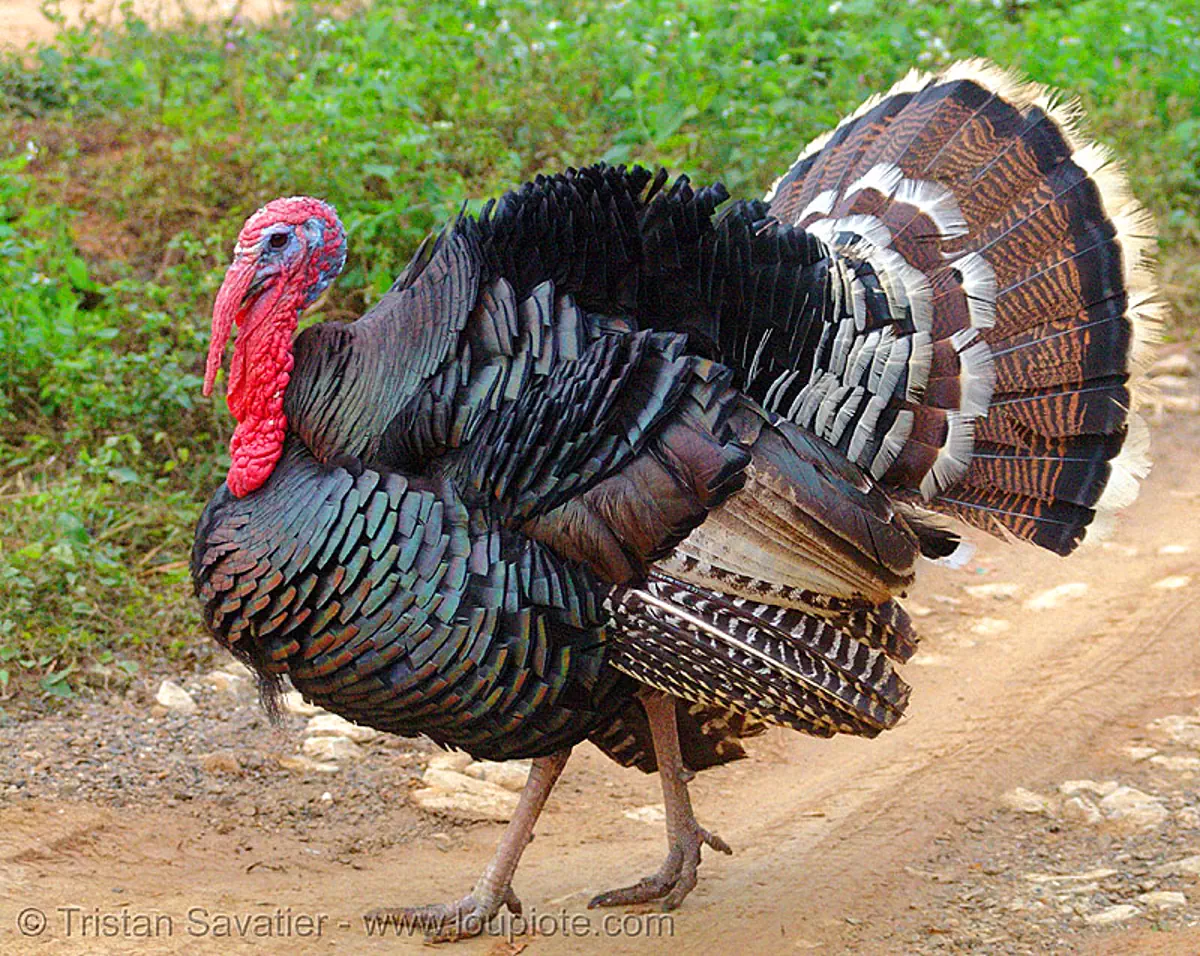 male turkey bird walking