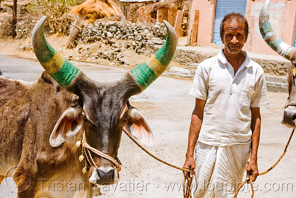 Man And Kankrej Cow With Big Horns, Ox, India