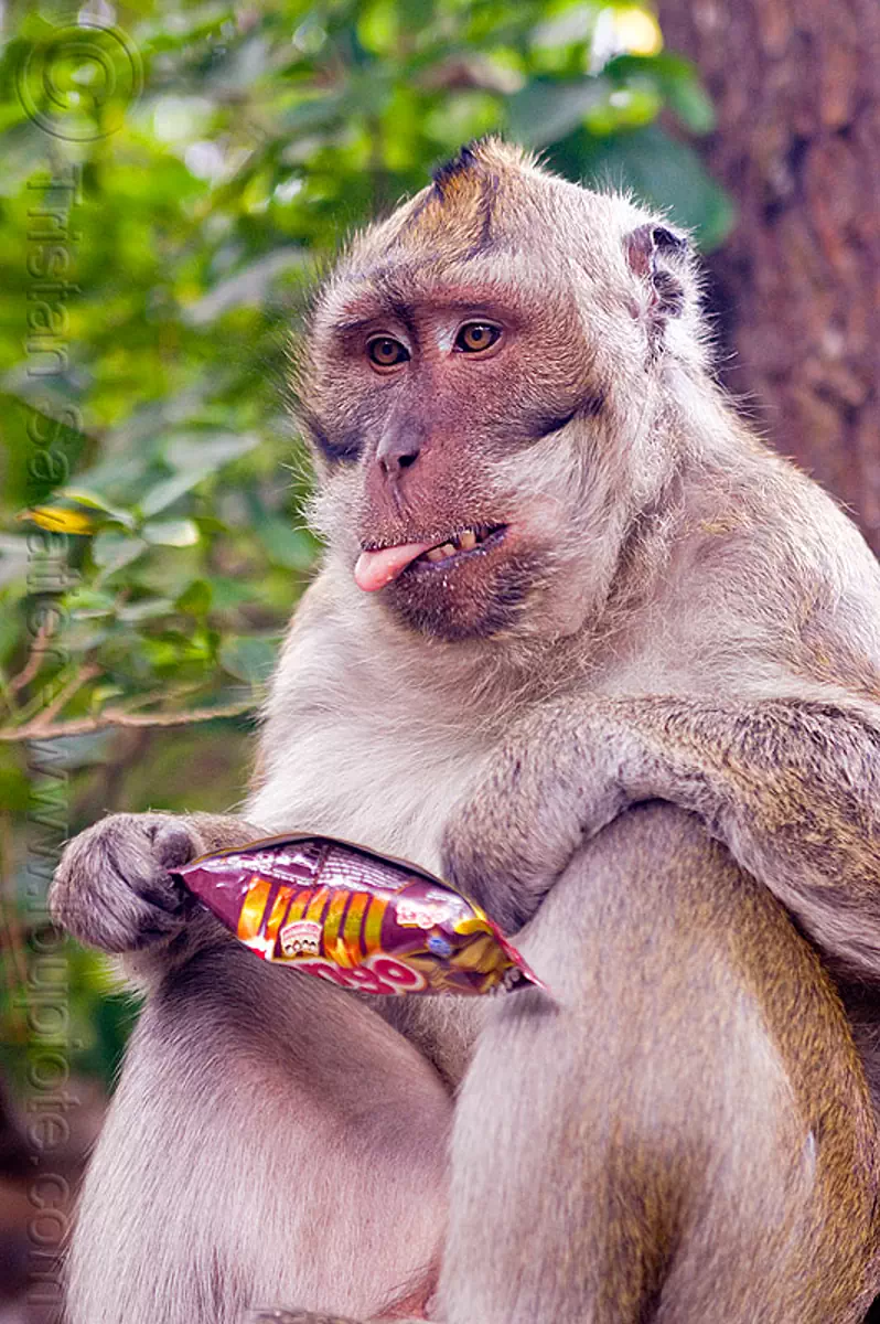 Monkey And Junkfood