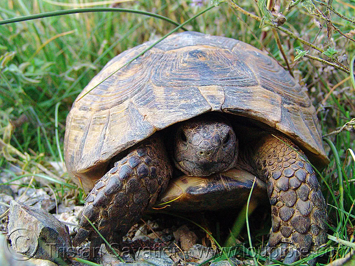 old tortoise, turkey country