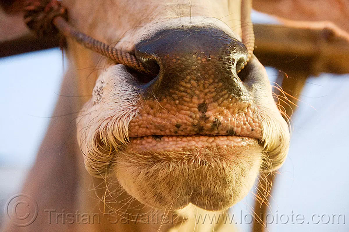 ox nose with rope in nostrils, india