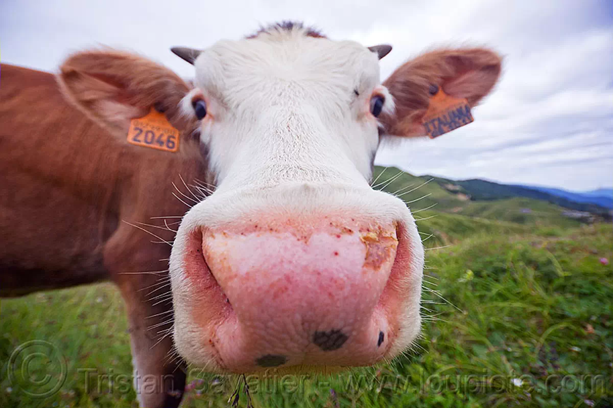 pink cow nose