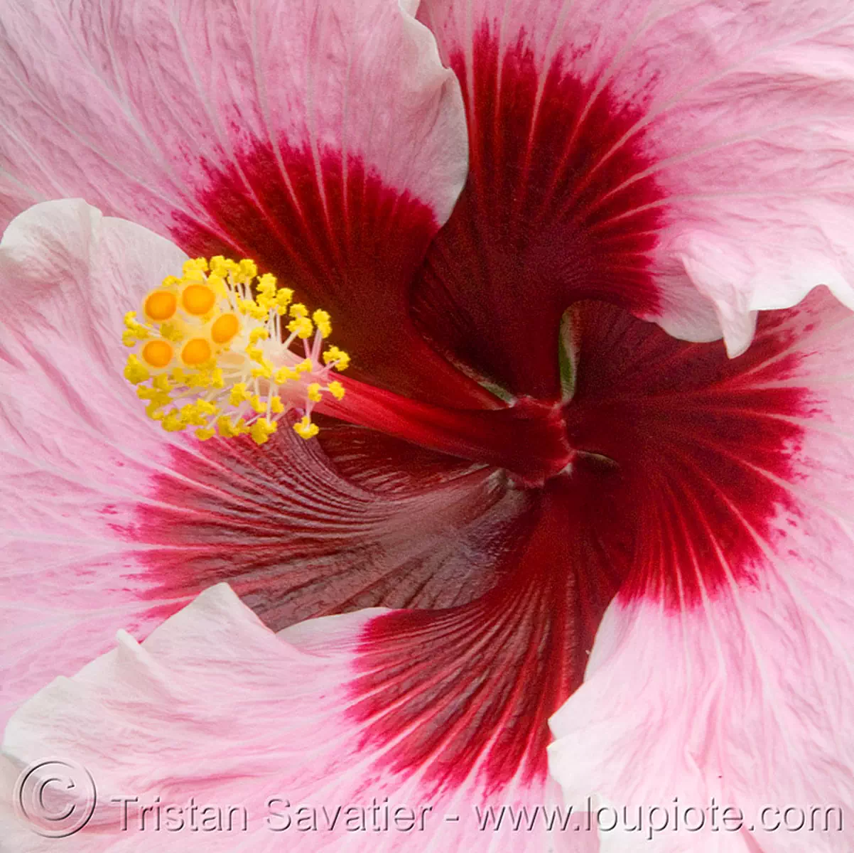 pink hibiscus flower, hibiscus rosa-sinensis