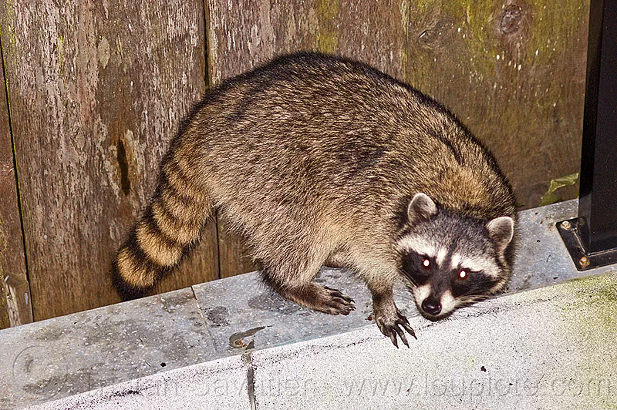 raccoon