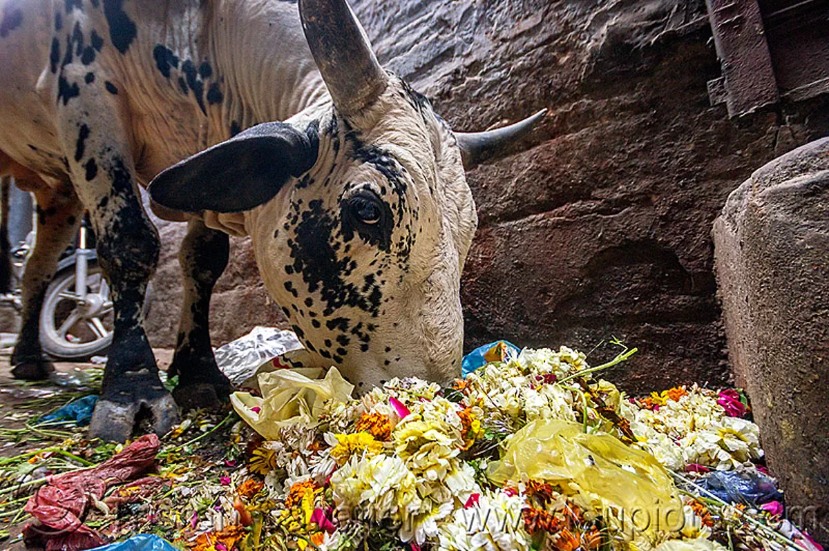 street cow eating trash, india