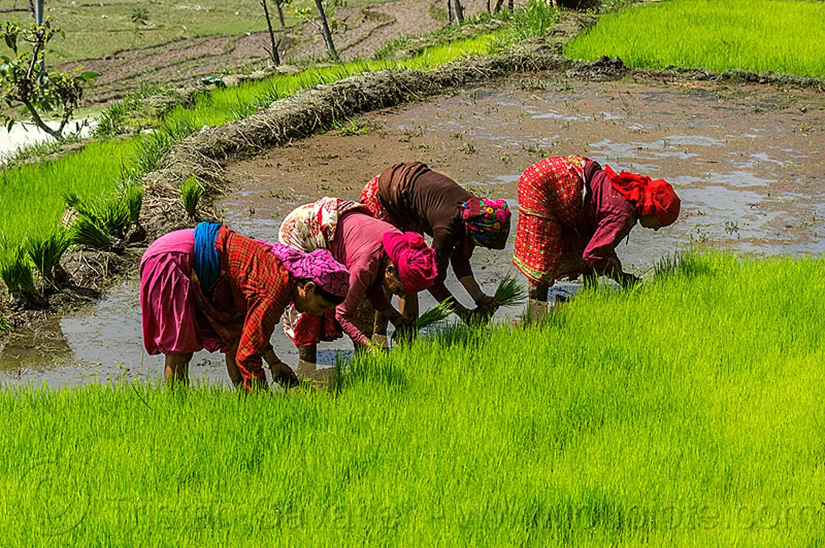 transplanting rice, nepal