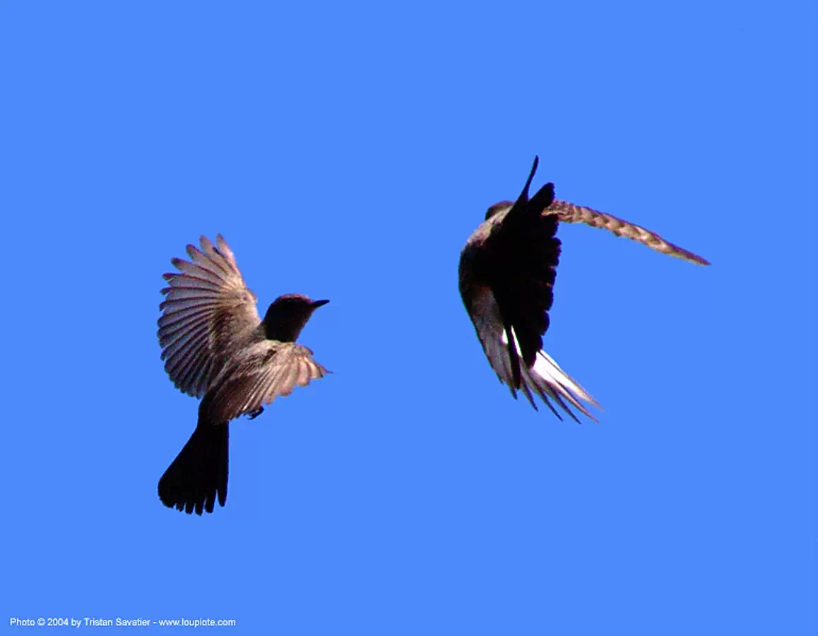 two small birds flying