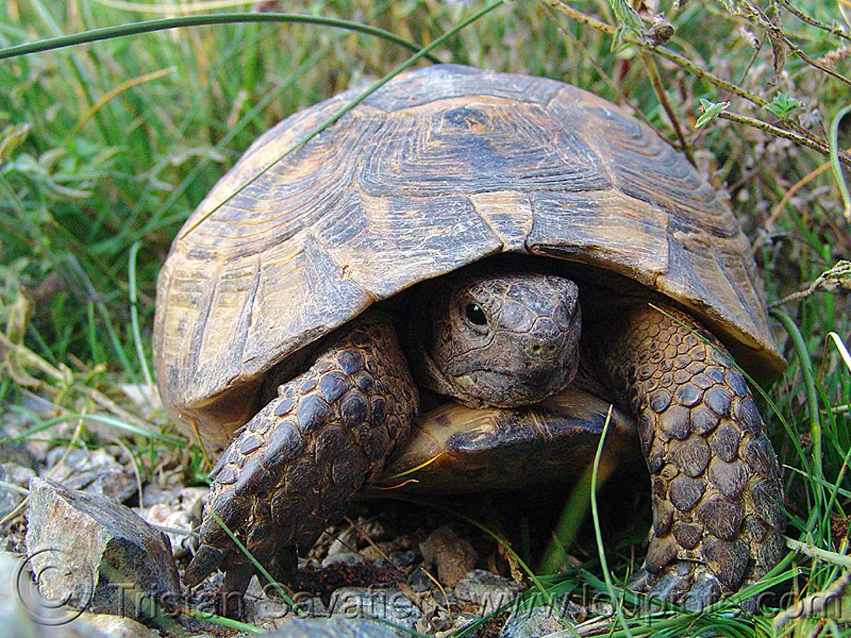 wild tortoise, turkey country