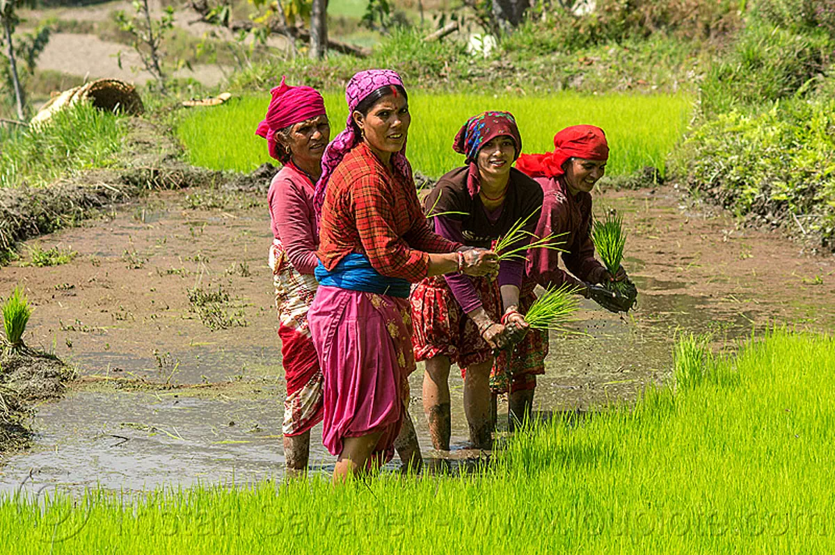 Women Transplanting Rice Paddy Field Nepal