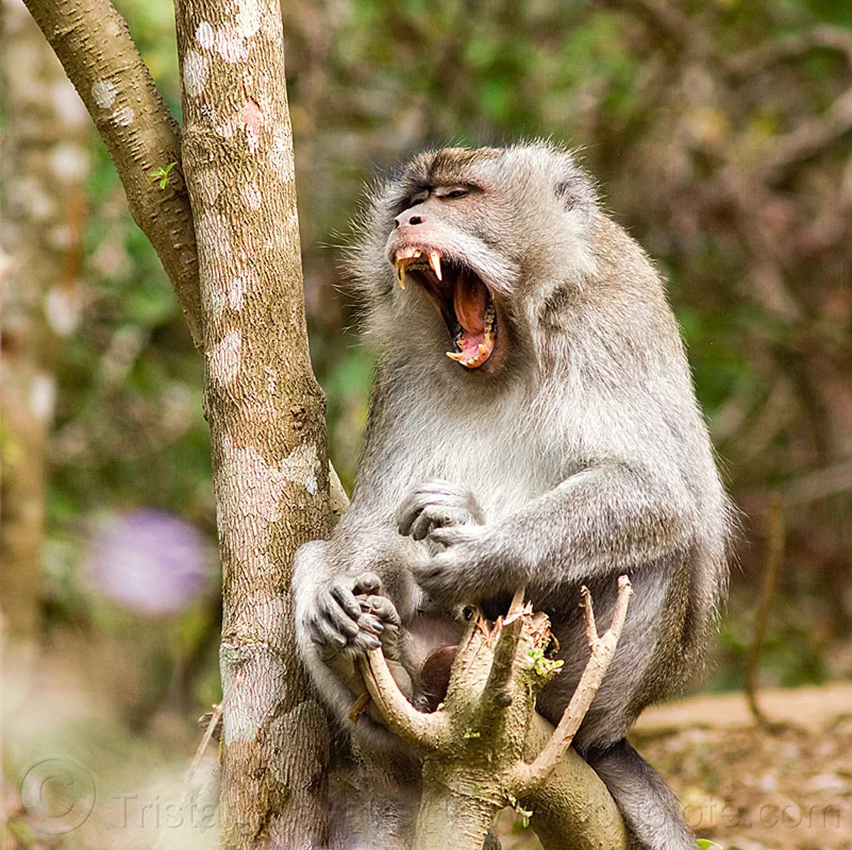 yawning macaque monkey