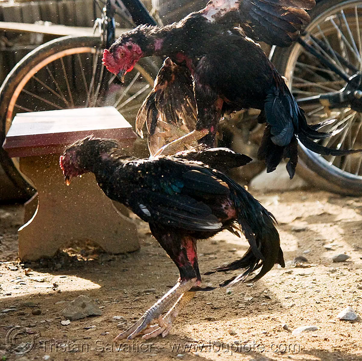 Cockfighting - Luang Prabang (Laos)