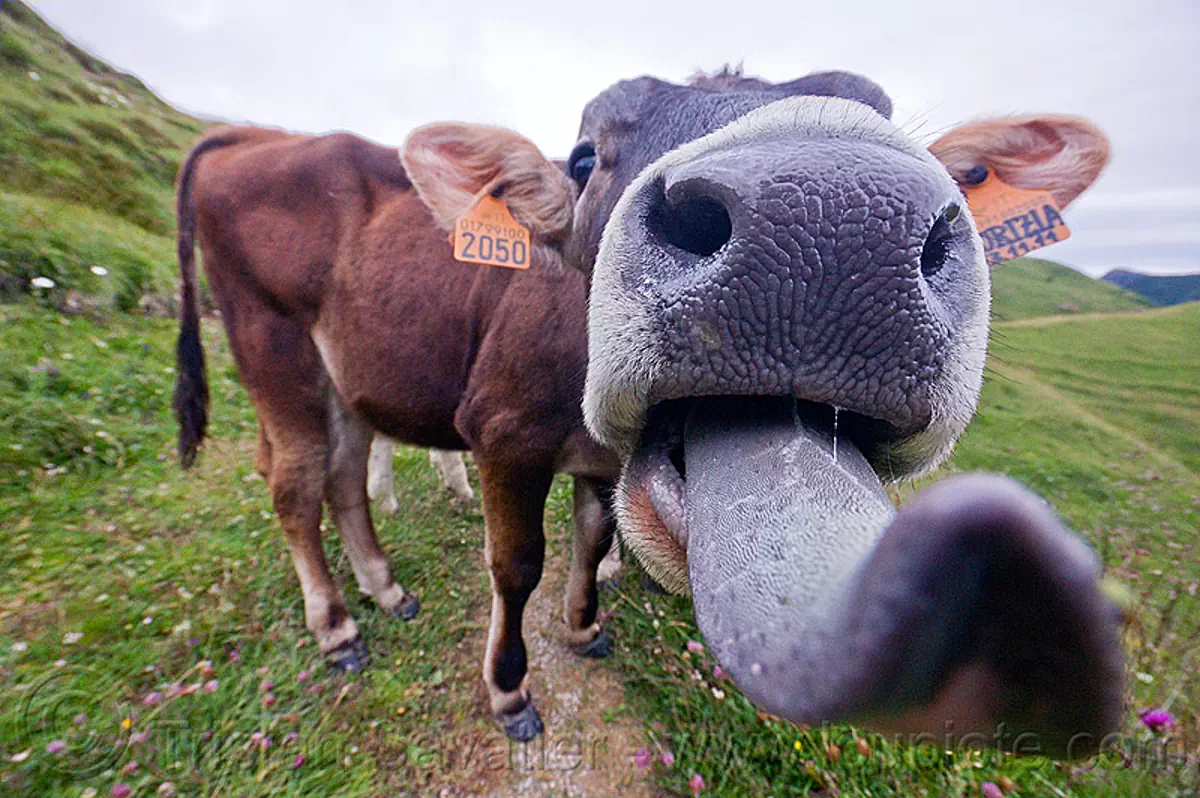 Funny Cow Sticking Tongue Out