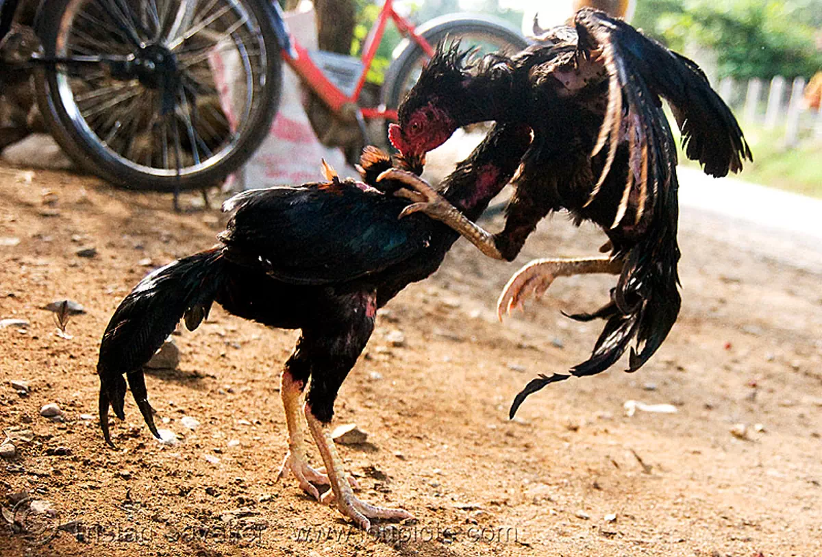 Gamecocks - Fighting Roosters - Luang Prabang (Laos)