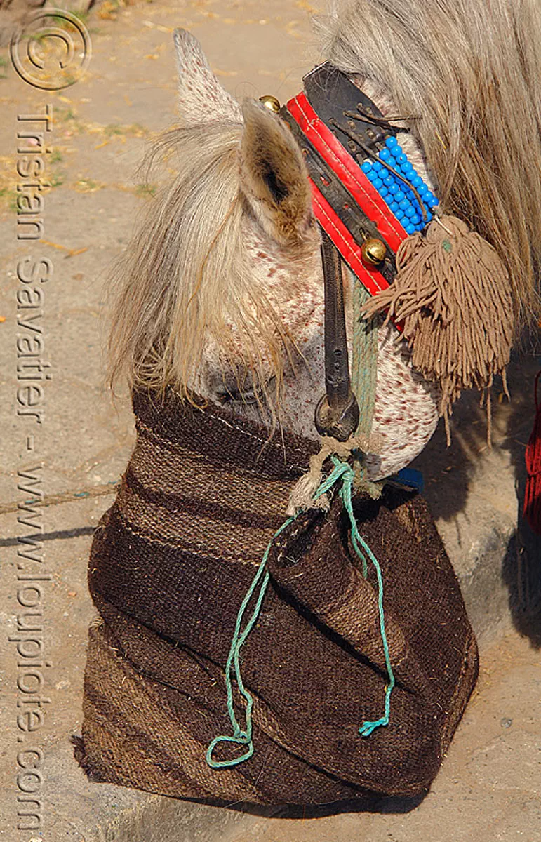 Horse eating from online feed bag