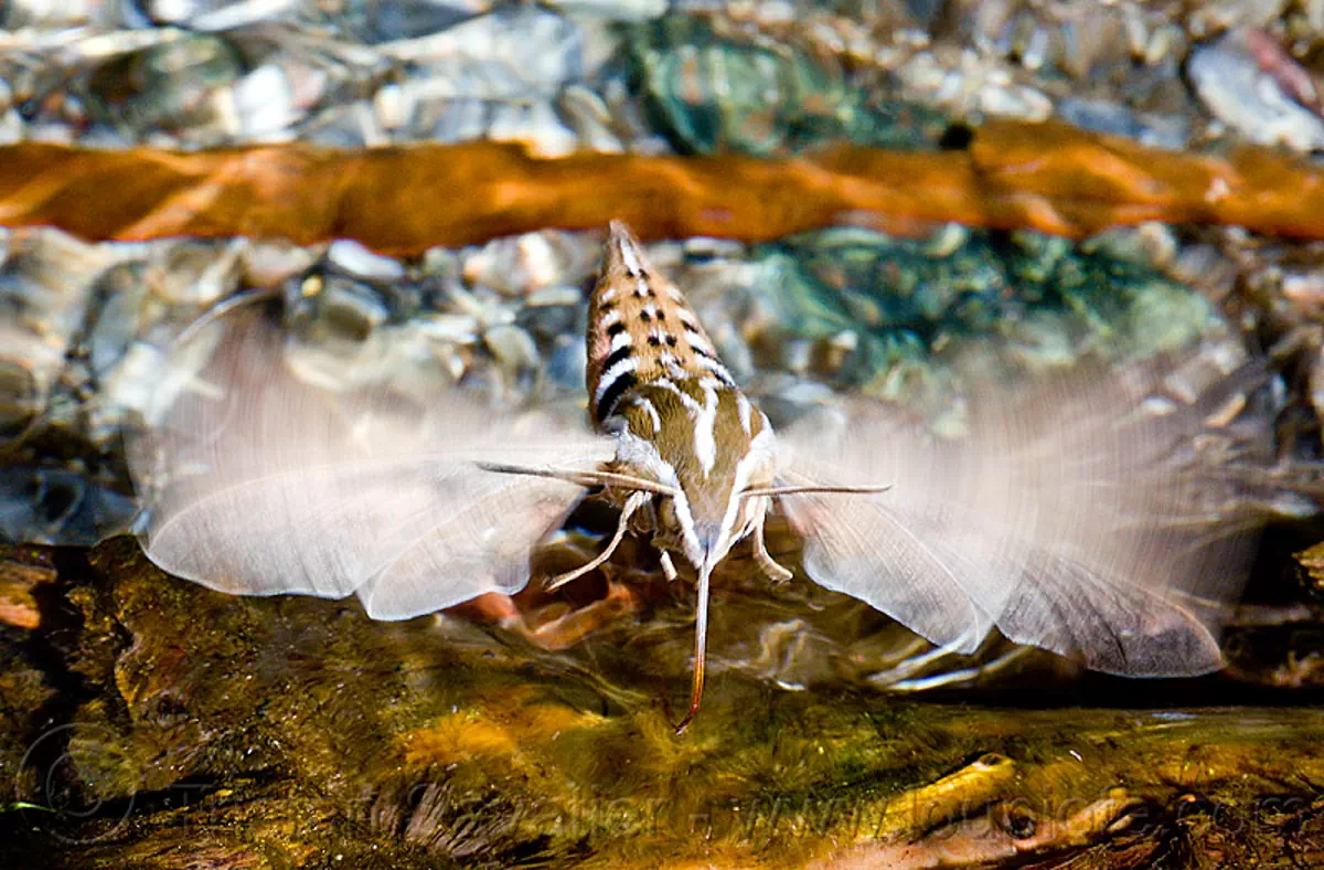 Sphingidae - Wikipedia