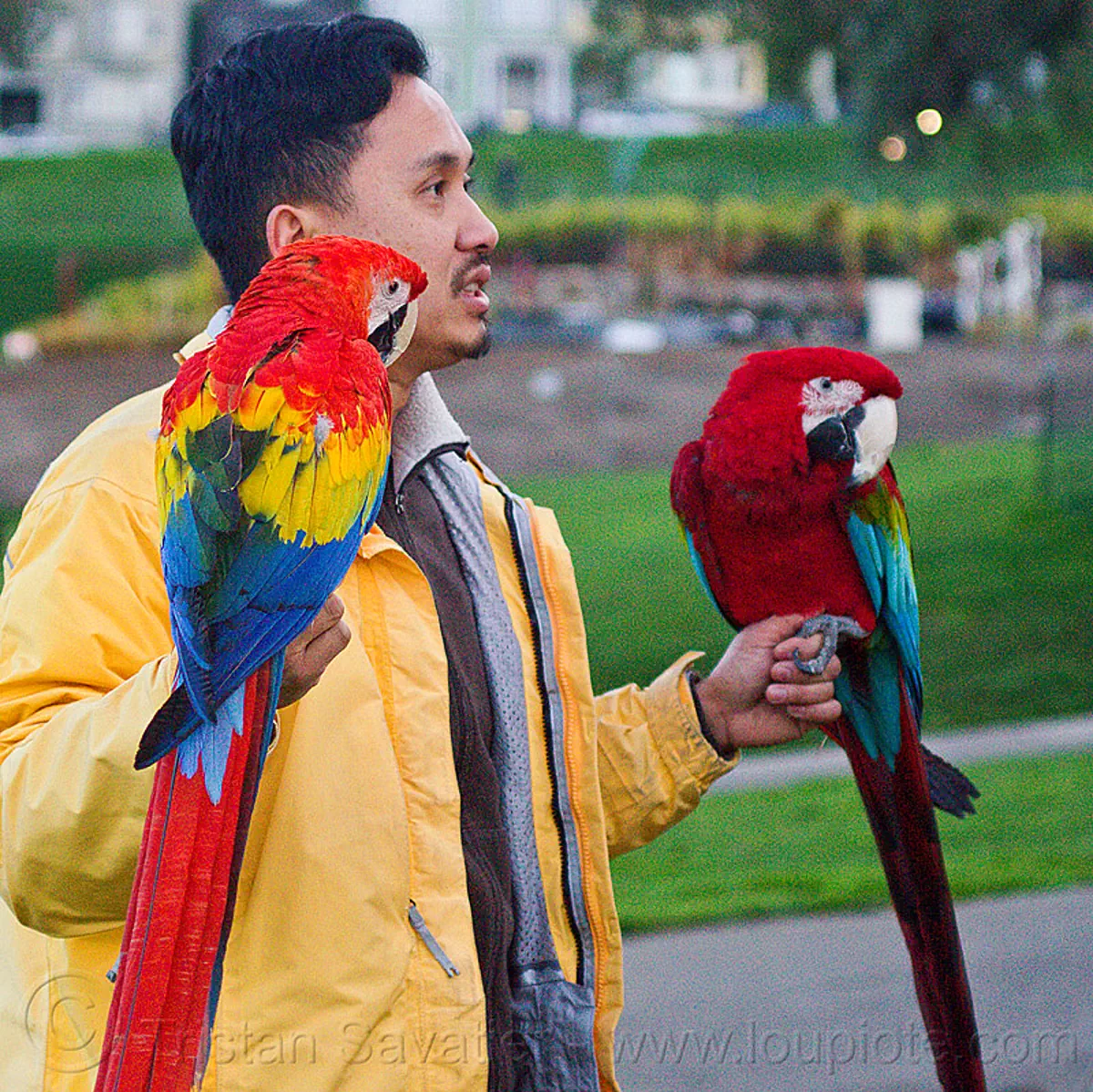 Scarlet Macaw sitting on Hand