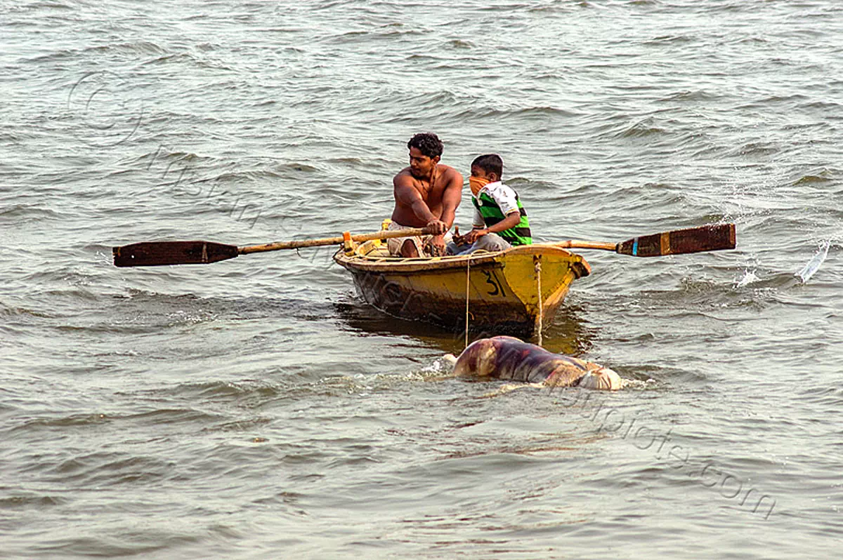 Row Boat Towing Decomposed Cadaver on the Ganges River India