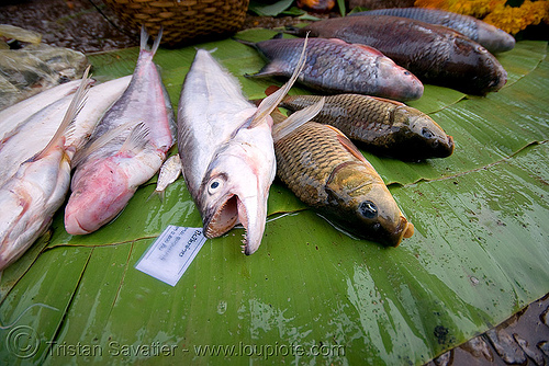 cat fishes (live) on the market, luang prabang, laos